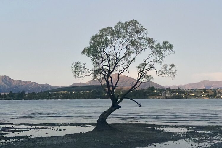 ワナカのシンボル#ThatWanakaTreeの写真